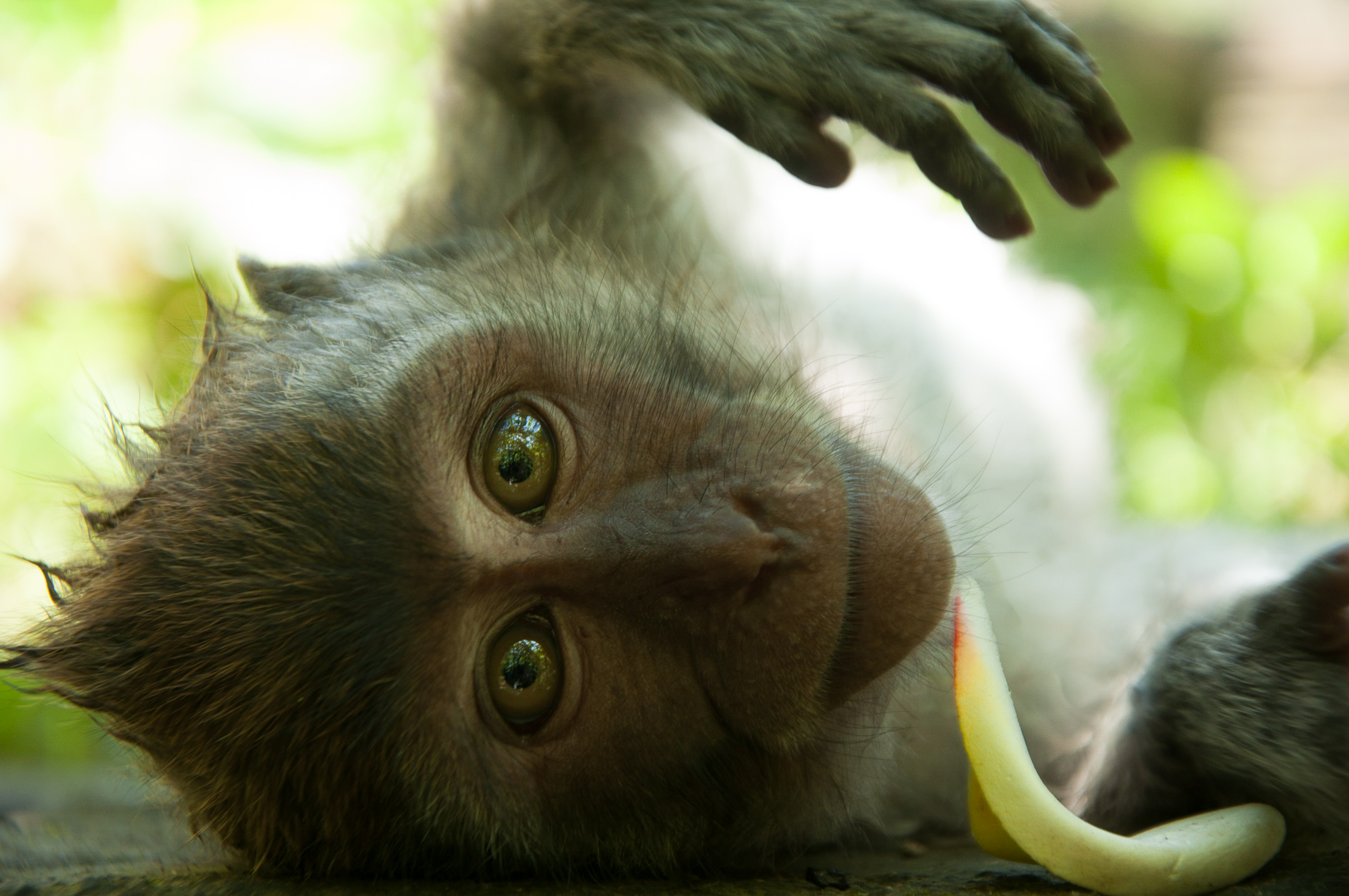 Monkey in Bali - Stela Photography